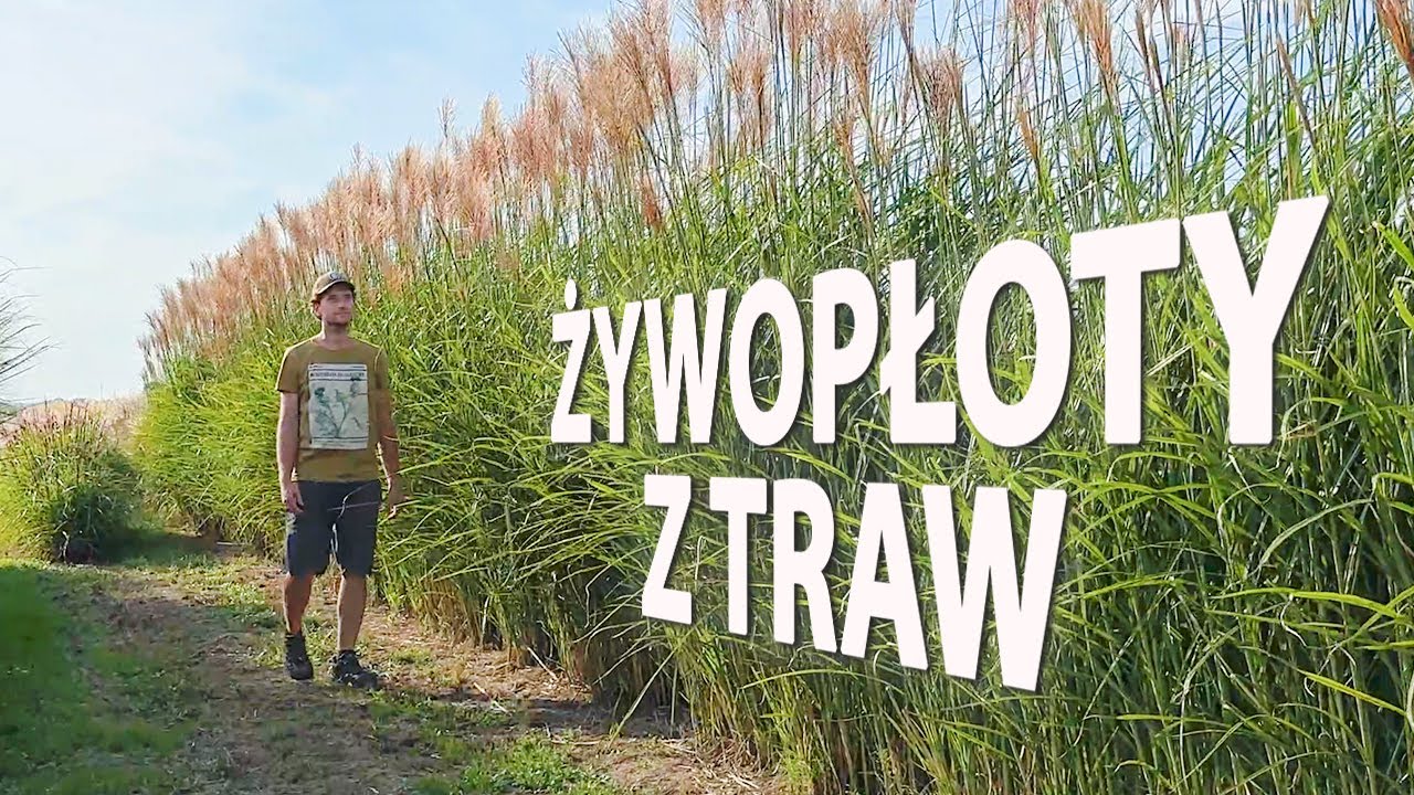 Żywopłoty z traw ozdobnych