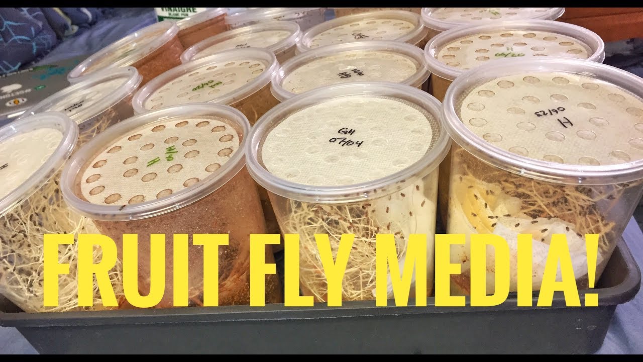 Homemade Fruit Fly Cultures!
