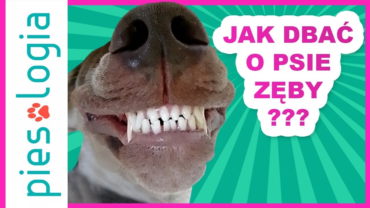 Jak dbać o psie zęby?