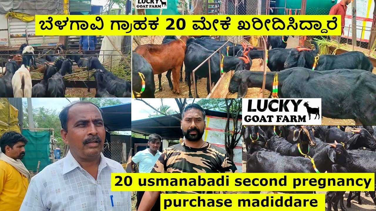 ಬೆಳಗಾವಿ ಗ್ರಾಹಕ 20 ಉಸ್ಮಾನಬಾದಿ  ಮೇಕೆಗಳು ಖರೀದಿಸಿದ್ದಾರೆ | Lucky goat farm Gulbarga #kurisakanikemahiti