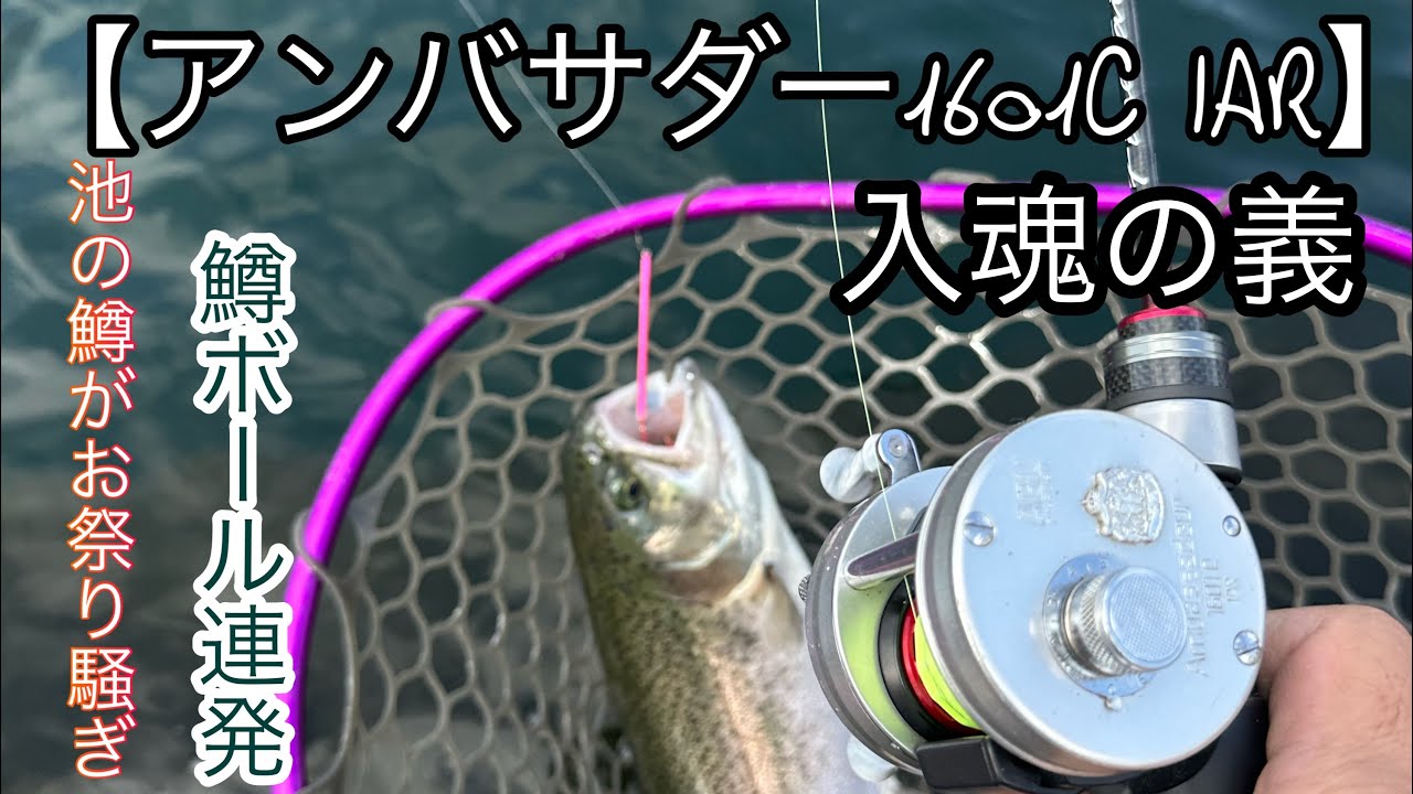 【アンバサダー1601C IAR】デビュー戦。凄かったっす