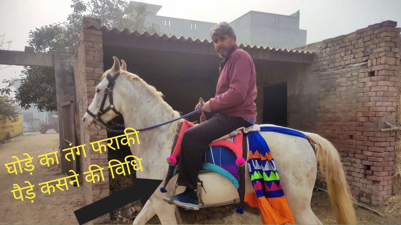 घोड़े का तंग (फराकी) पैडे कसने का सही तरीका।  नहीं होंगे कभी ढीले। How to prep Horse for riding.