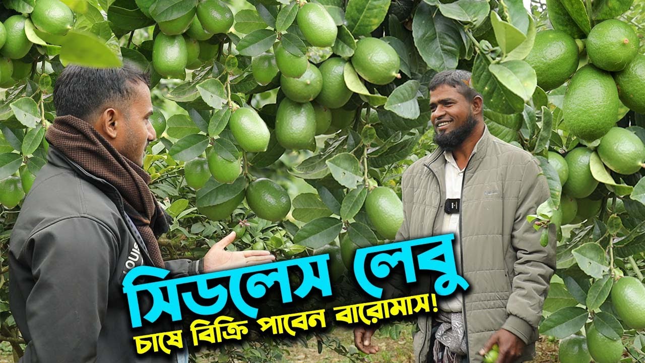 সিডলেস লেবু চাষে ১ রোপণে ১২ মাস ফল বিক্রির সুযোগ | Ep-1021