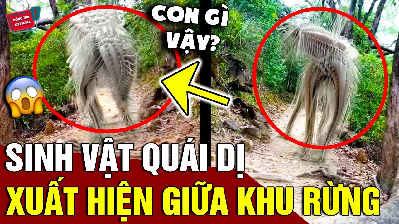 Đăng clip 'CON VẬT LẠ' trong rừng, người đàn ông hút về '35 TRIỆU VIEW' vì trông quá sợ | Động Tiin