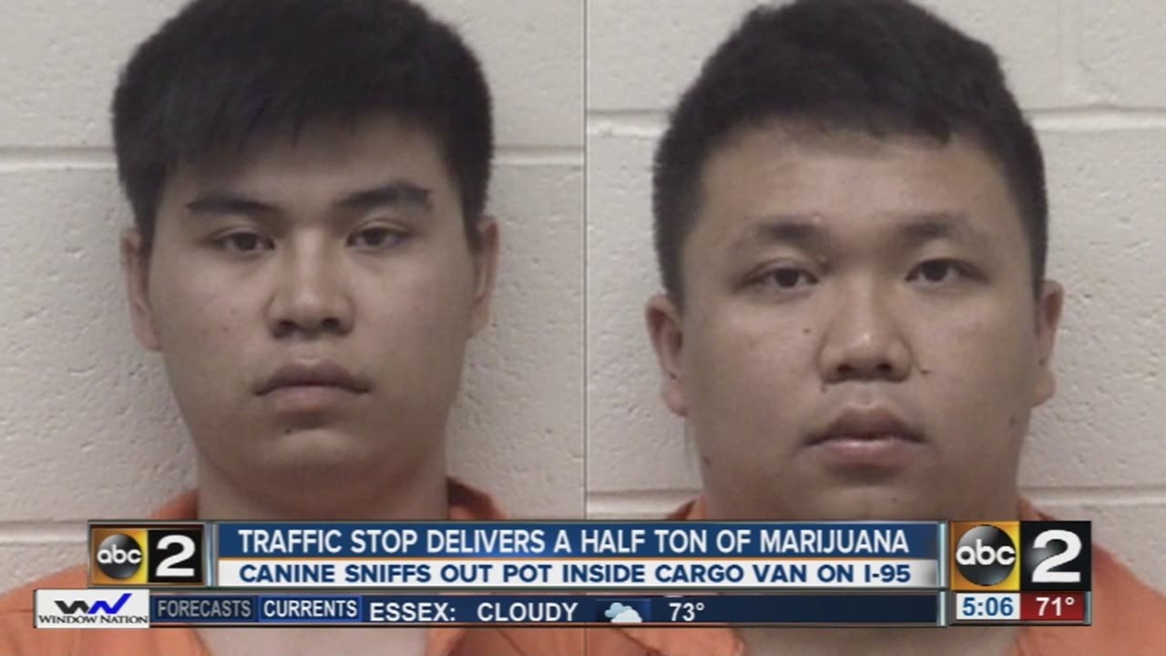Almost 1,000 pounds of marijuana seized in Cecil County