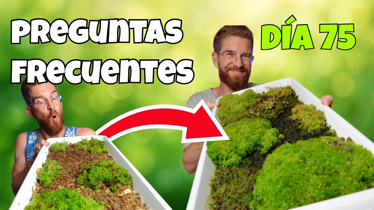 75 DÍAS cultivando MUSGO DE SPHAGNUM | preguntas y respuestas (algas, luz, moho...)