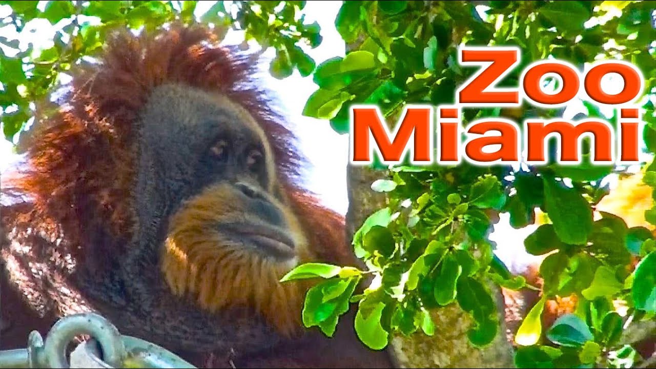 Zoo Miami | Traveling Robert