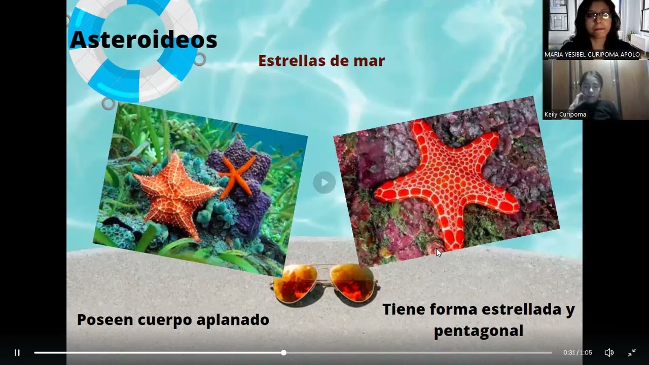 Los equinodermos: Definici&oacute;n, caracter&iacute;sticas y clasificaci&oacute;n