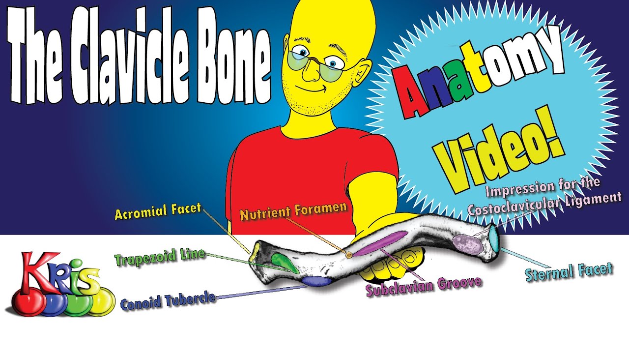 Clavicle Bone Anatomy: Why This Bone Is So Weird || Anatomy and Bony landmarks