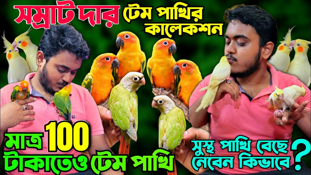 Samrat Da হ্যান্ডটেম পাখির কালেকশন💥|| মাত্র 100 টাকাতেও টেম পাখি || Genuine Exotic Bird Breeder✨️