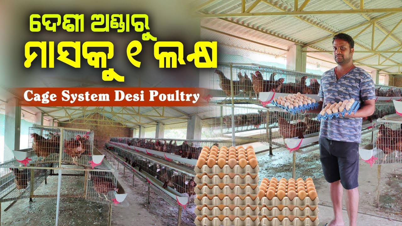 ଦେଶୀ ଅଣ୍ଡାରୁ ମାସକୁ ୧ ଲକ୍ଷ ରୋଜଗାର || Cage System Desi Poultry for Egg Production in Odisha.