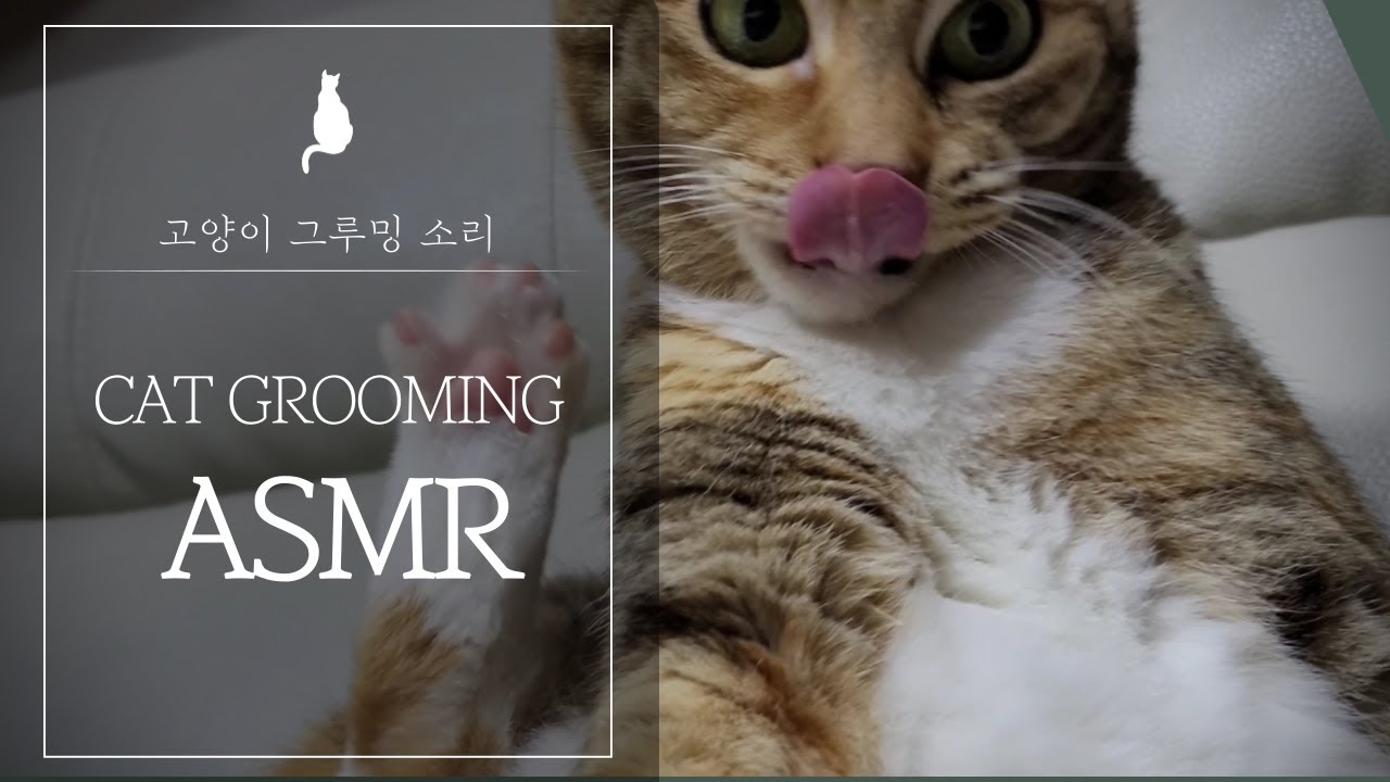 [ASMR] 고양이 그루밍 ASMR 2  l cat grooming asmr