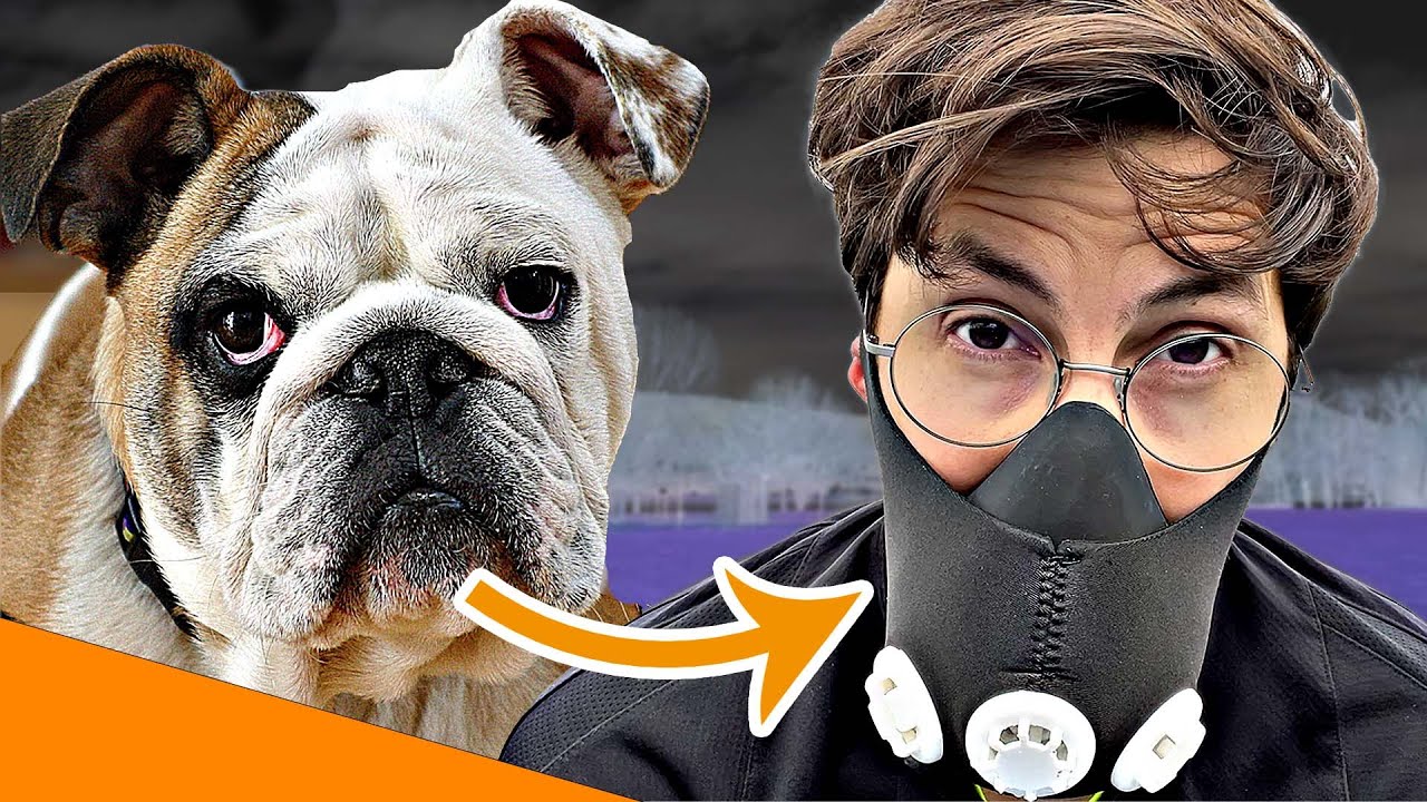 So ist es WIRKLICH wie eine Bulldogge zu atmen!