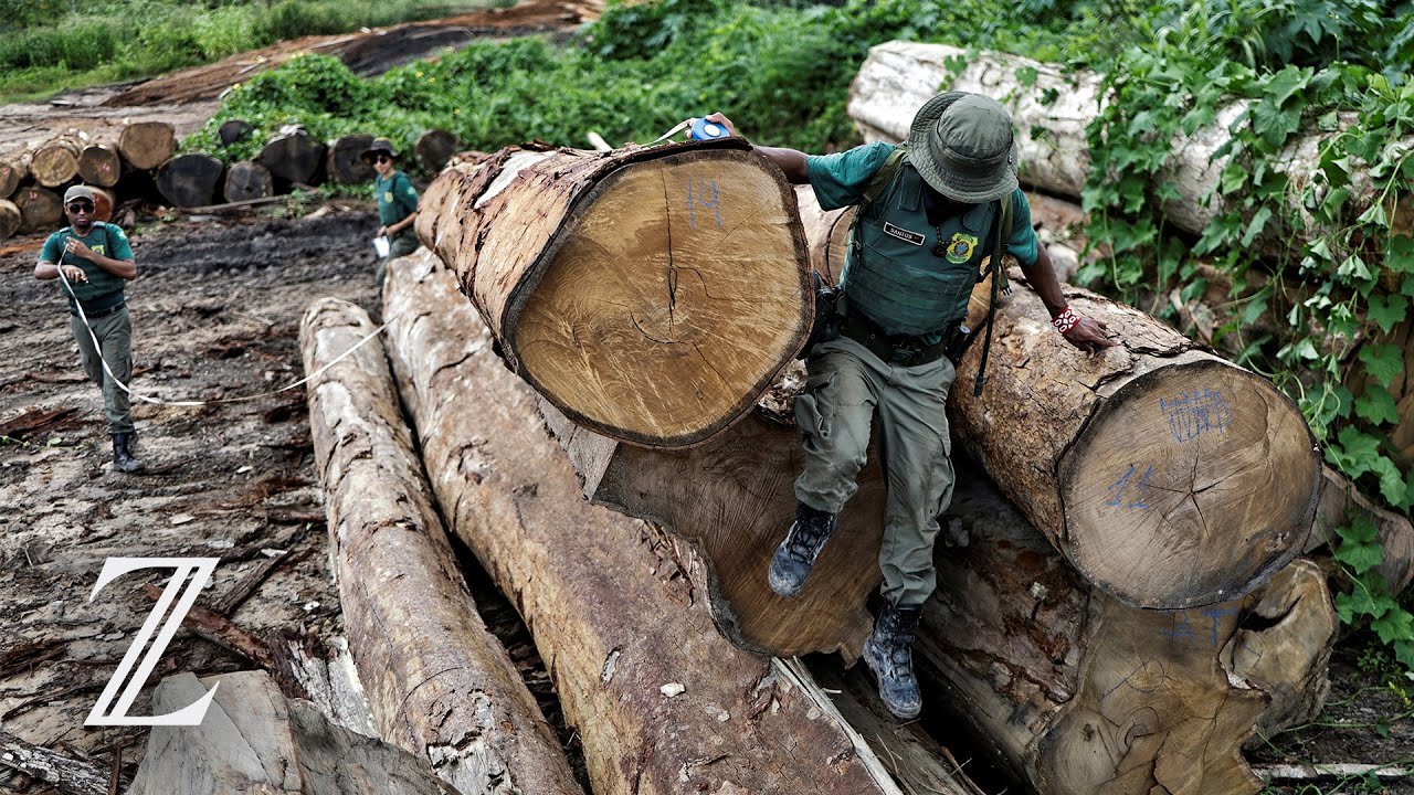 Brasilien: Umweltbehörde bekämpft illegale Rodungen