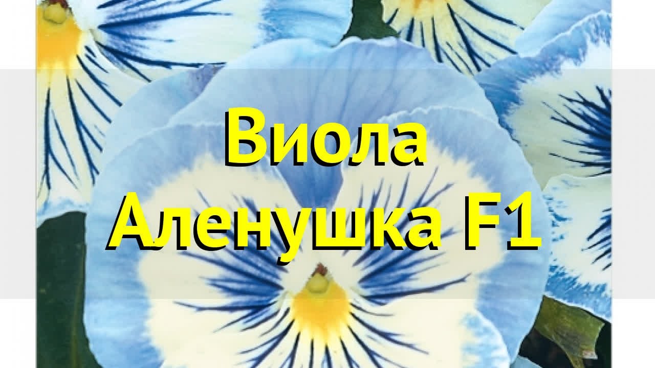 Виола обыкновенная Аленушка. Краткий обзор, описание характеристик viola hybrida Alenushka