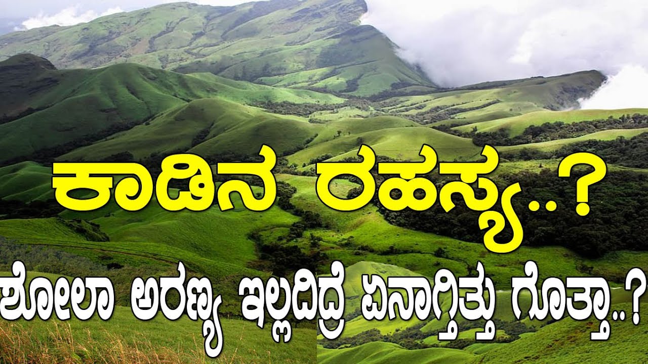 ಶೋಲಾ..! ಈ ಅತ್ಯದ್ಭುತ ಕಾಡಿನ ಬಗ್ಗೆ ನೀವರಿಯ ಮಾಹಿತಿ..!