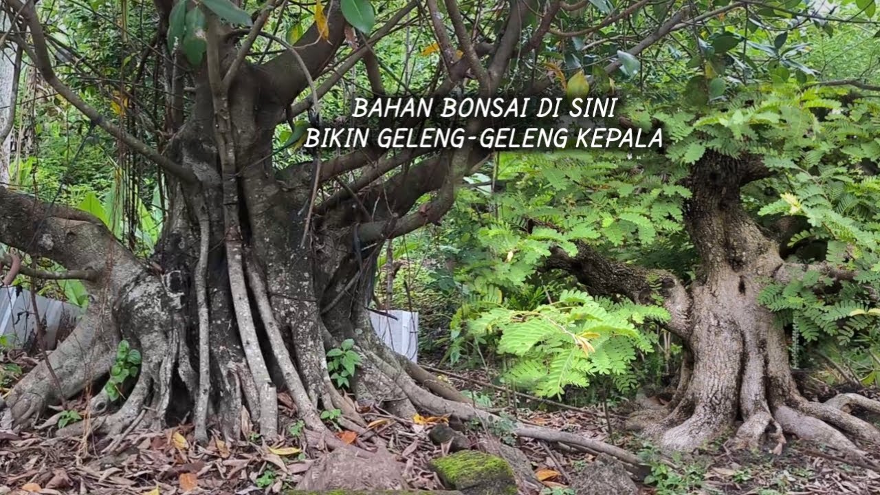 Специальные материалы для бонсай здесь