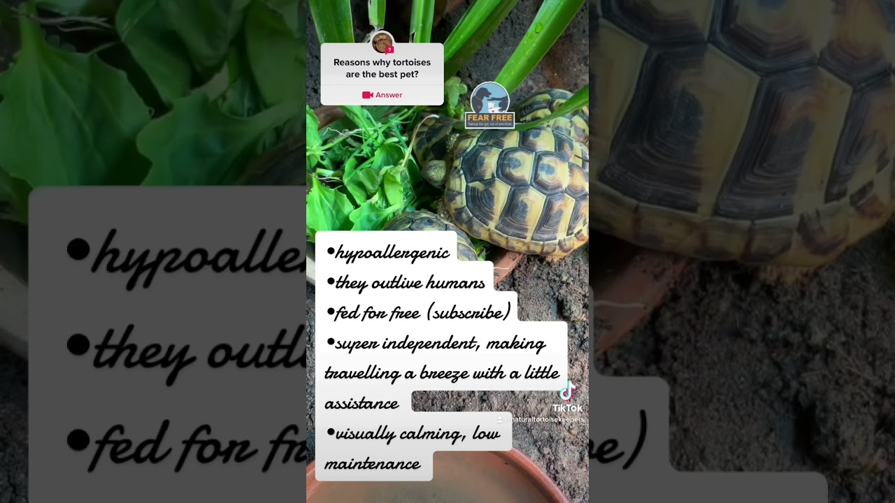 Reason why tortoises are the best pet #tortoisegarden #tortoisetable #cutetortoise #tortoise
