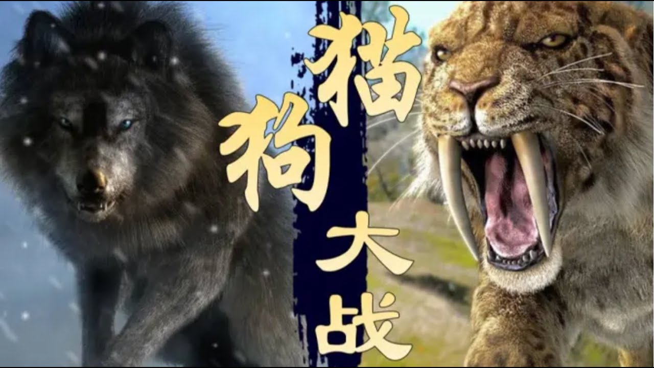 【鬼谷说】食肉目：猫与犬之歌，权力的游戏