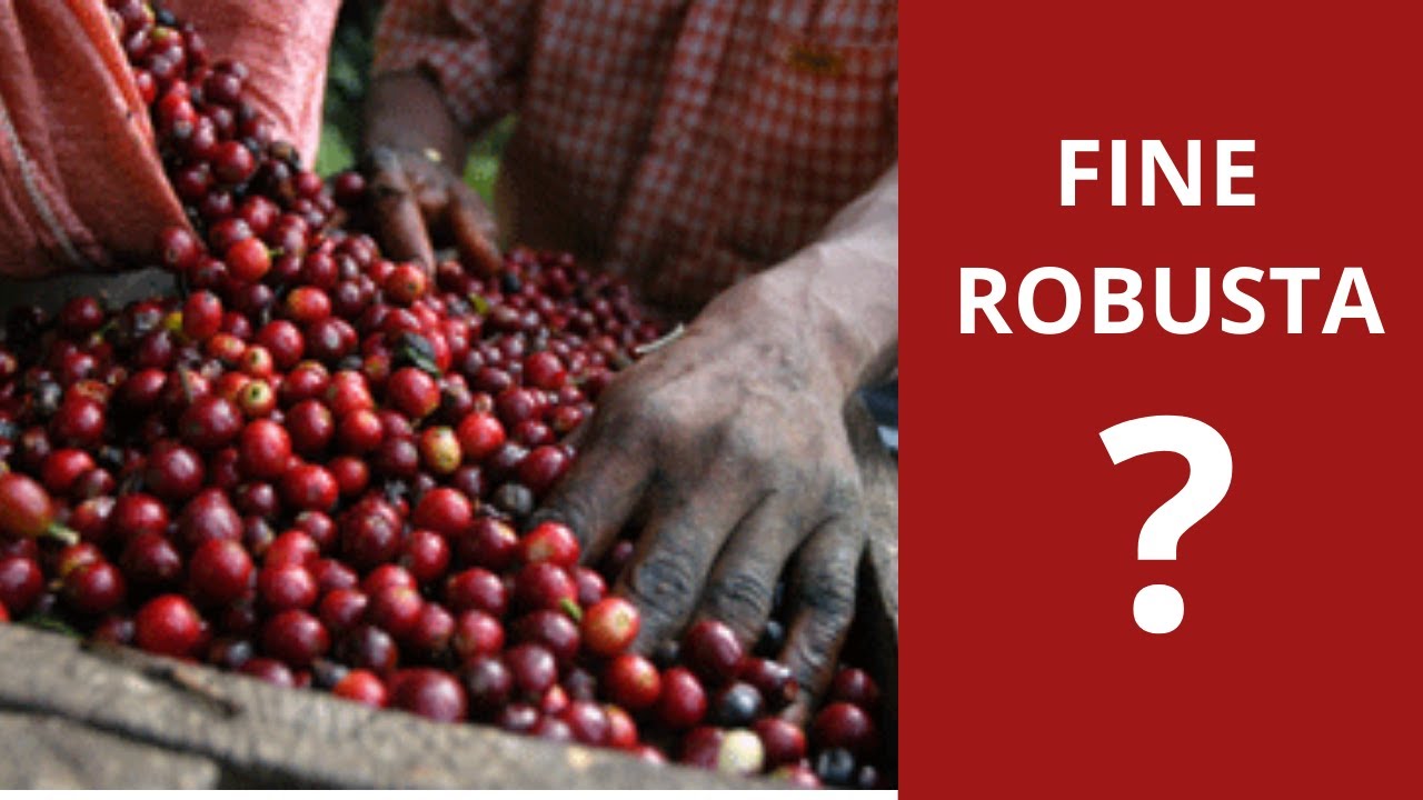 Fine robusta là gì ?