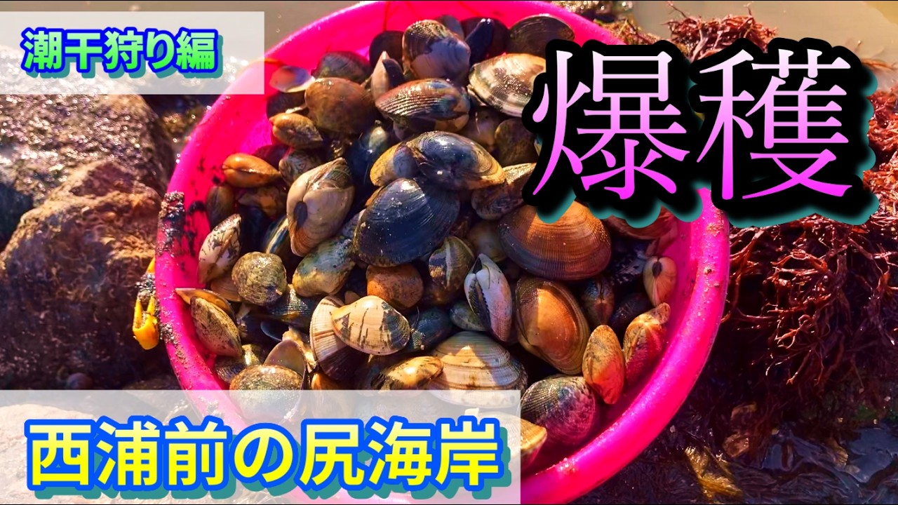 【潮干狩り】2026年前の尻海岸でアサリ狙い！ポイントと採り方を徹底解説（西浦海岸）
