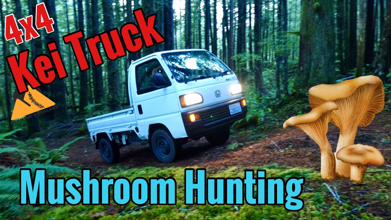 Охота за грибами на внедорожнике Honda Acty 4x4