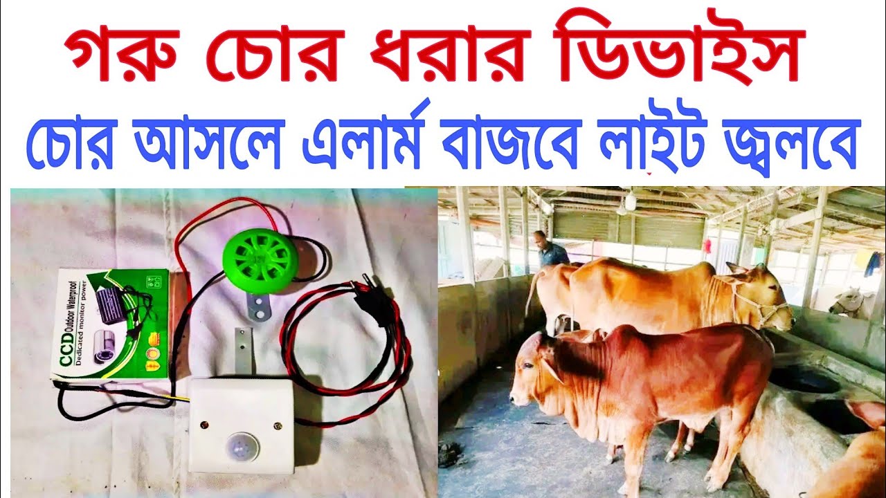 গরু চোর ধরার এলার্ম ডিভাইস। চোর আসলেই এলার্ম বাজবে লাইট জ্বলবে।