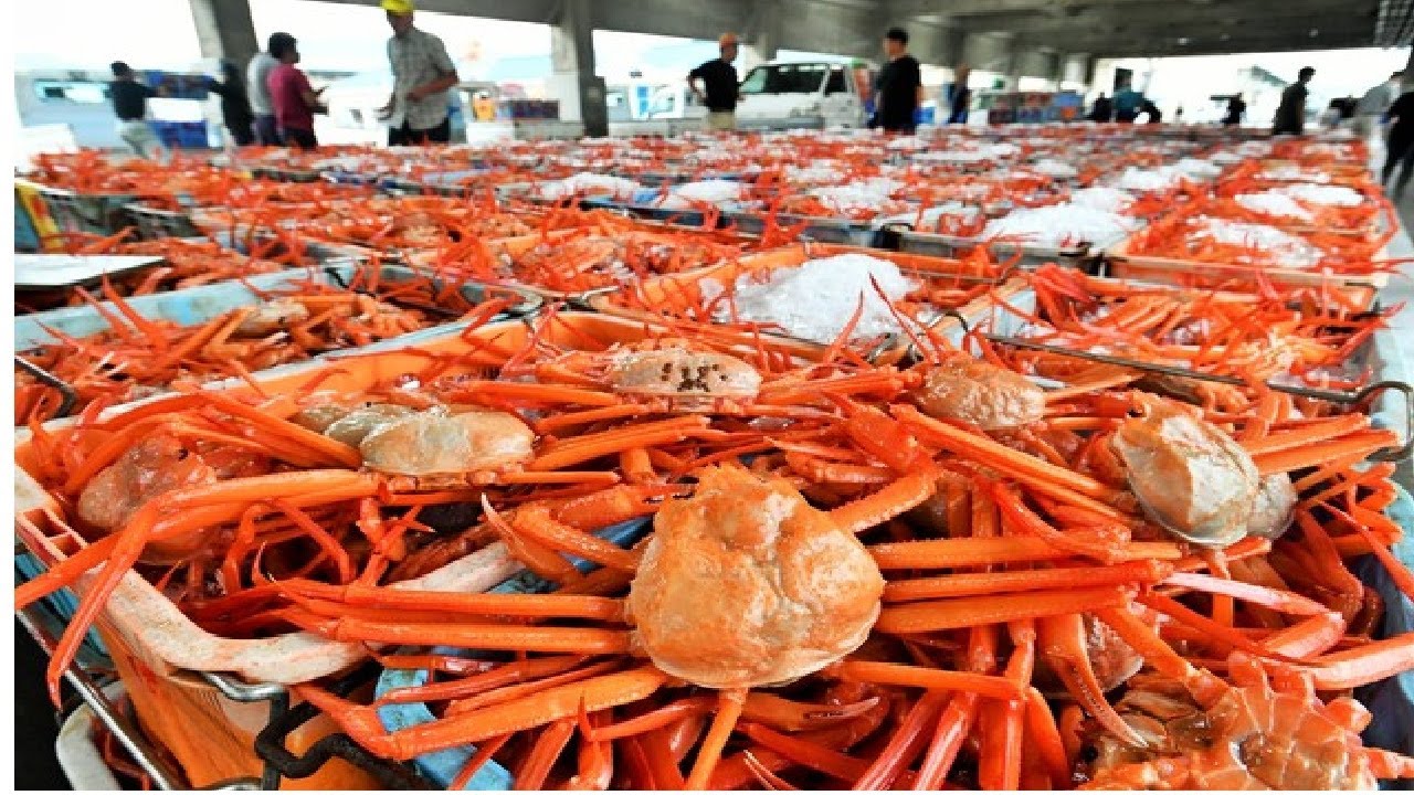 Modern Snow Crab Catching - Amazing Crab Fishing Net Deep Sea - Crab Processing in Factory