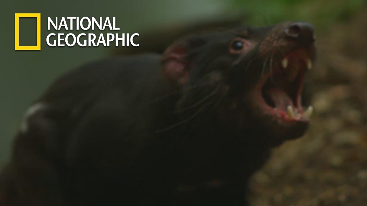 Biting Each Other is Tasmanian Devils' Mating?｜National Geographic