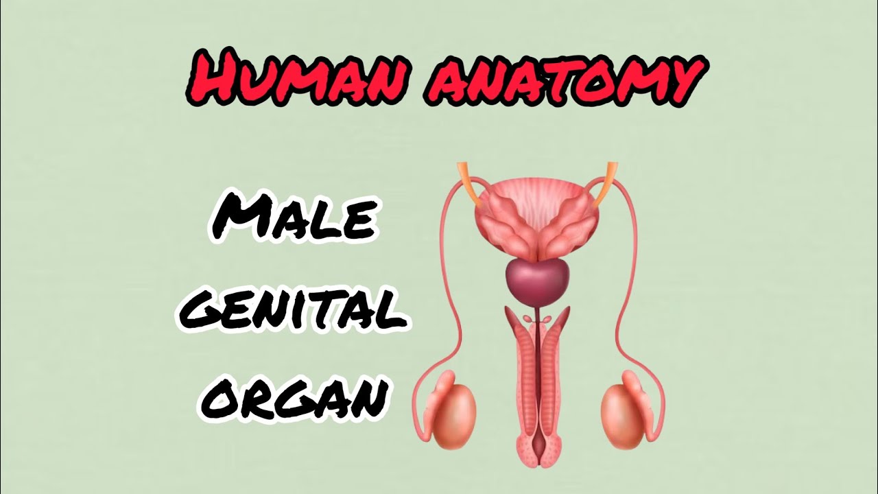 Male Genital Organ || Human Anatomy || Medical Learning 