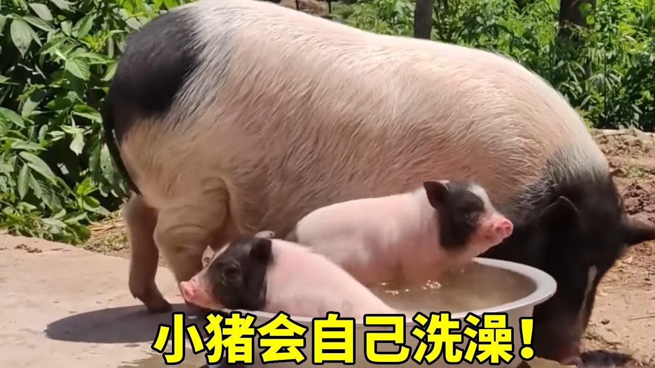 主人放一盆水在地上，小猪自己跑进去泡澡！【一只不平凡的猪哼哼】