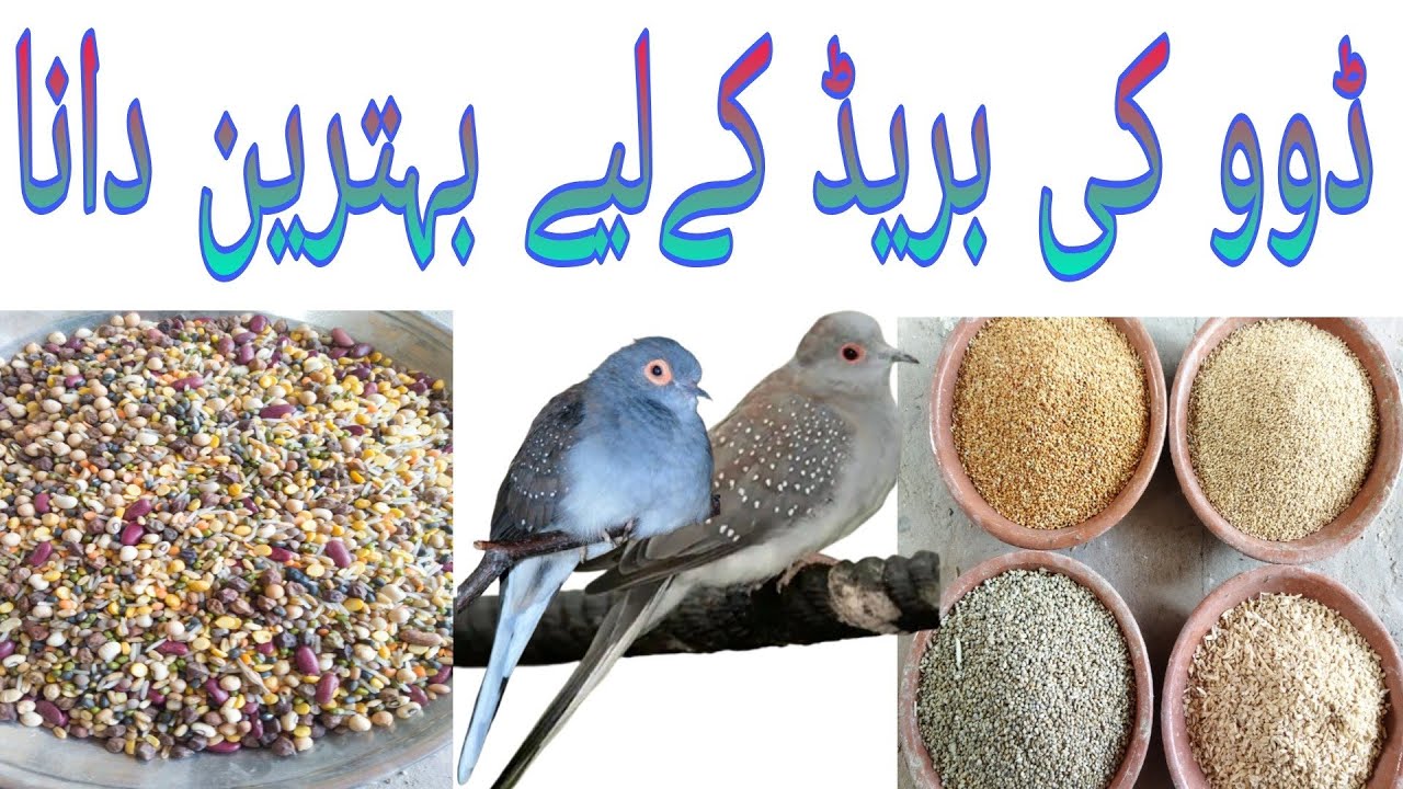 Best Mixseed For All kind of Doves.Summer SeedMix for China,Diamond Dove.#bahawalpurbirdsofficial