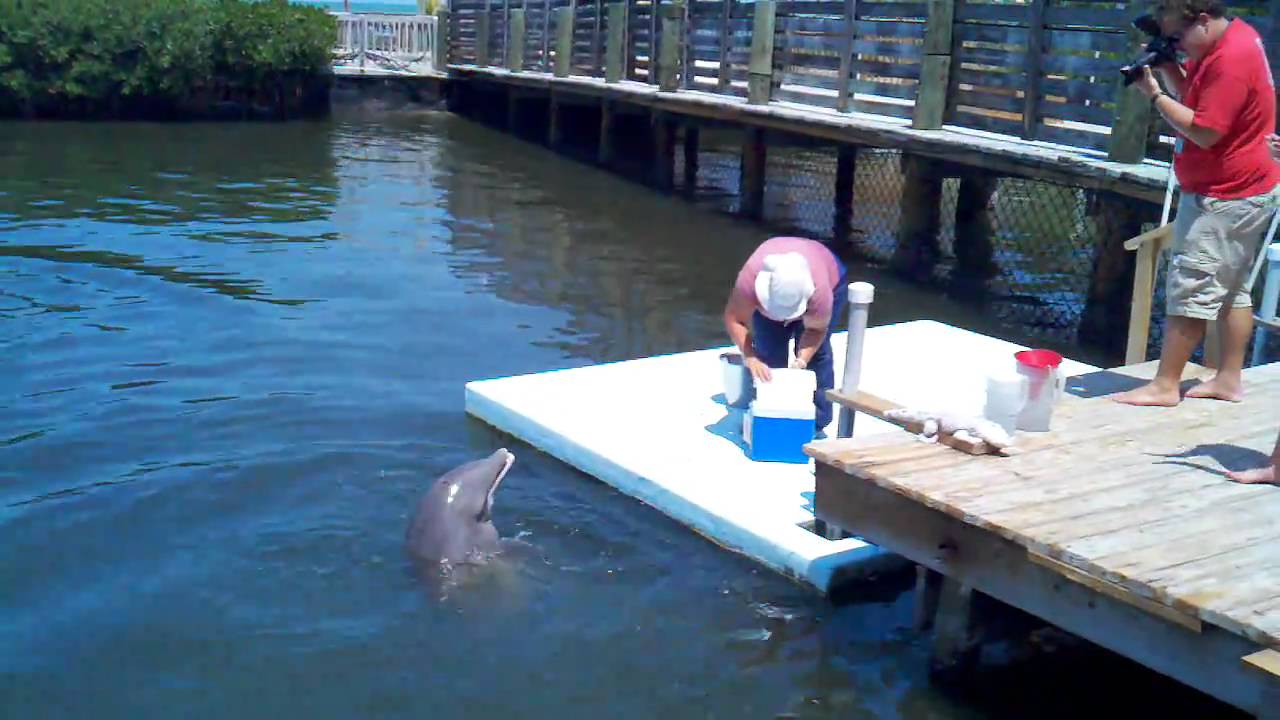 Dolphin Research Center. Grassy Key, FL