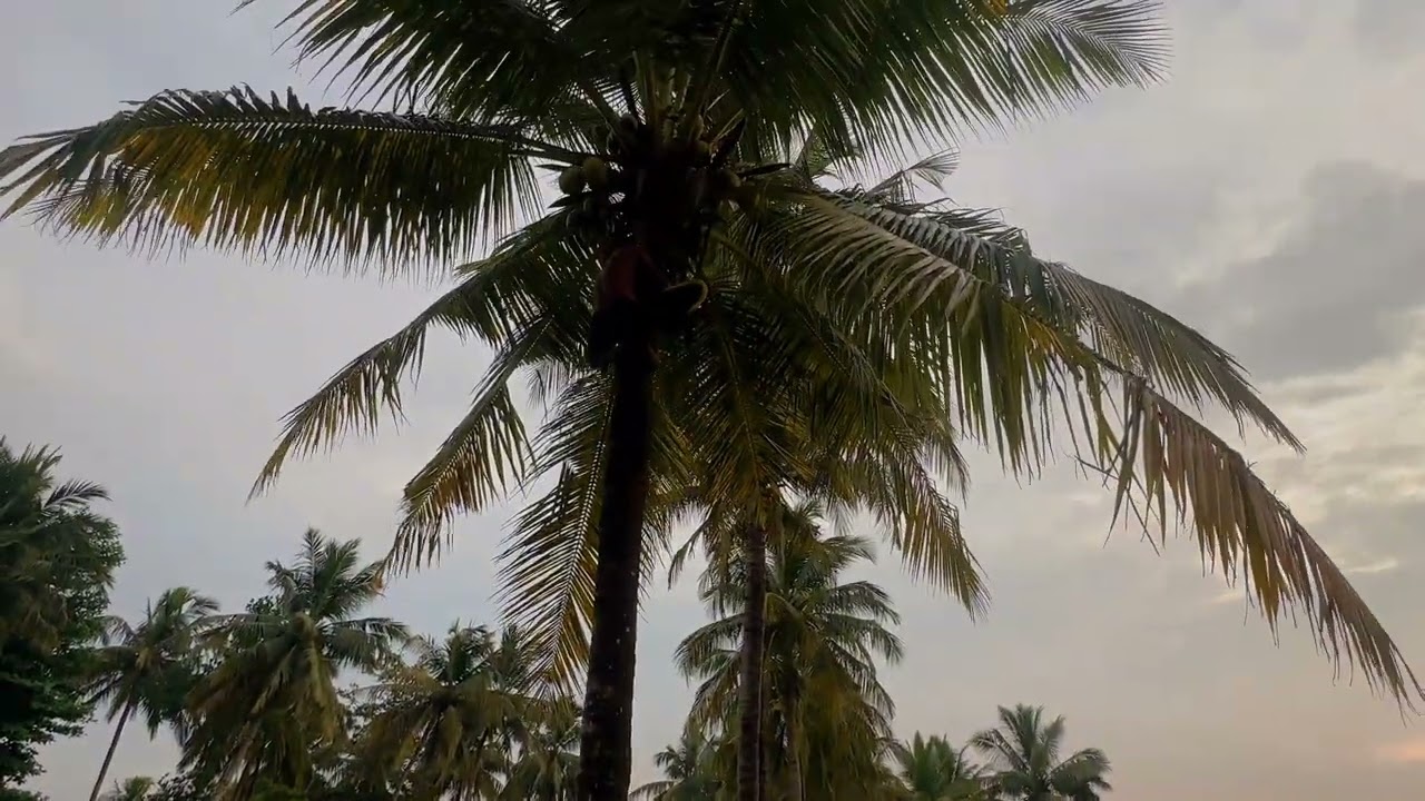 Hora pol | හොර පොල් - Rale Productions (@raleproductions)