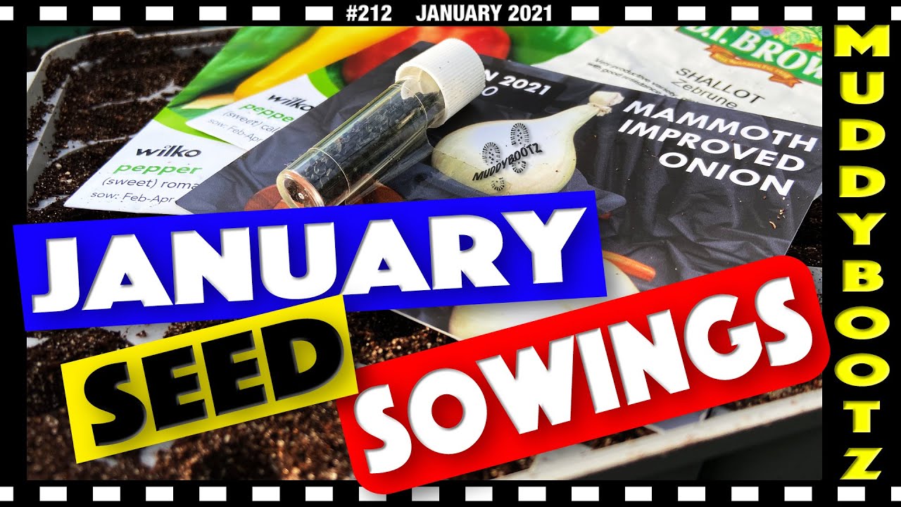 🌻212 🌻 January Seed Sowings 🌻 Viewers Question Time 🌻 Winter Harvests 🌻