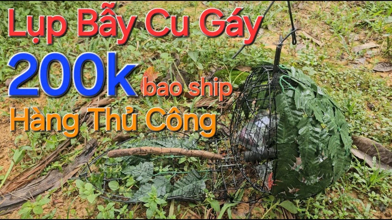 200k bao ship- lụp bẫy cu gáy giá rẻ , lồng bẫy cu hàng thủ công cao cấp