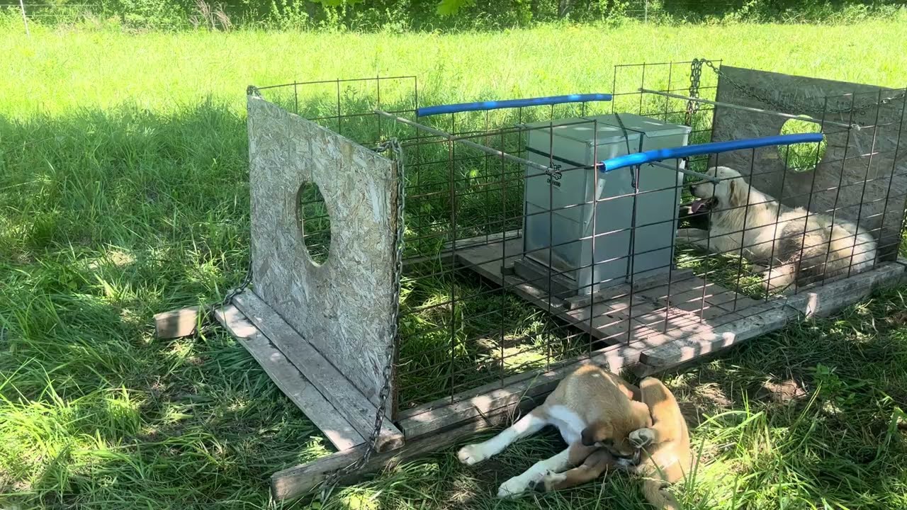 My friend from Nova Scotia and I visit the sheep and guardian dogs.