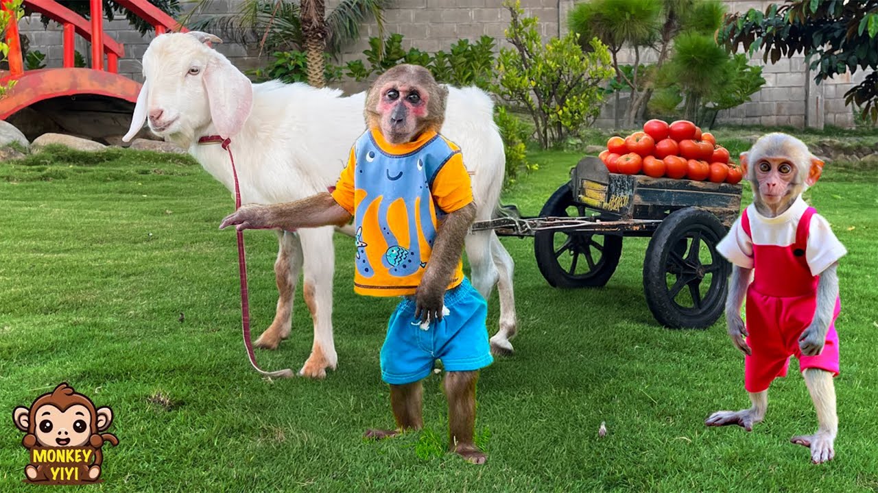 YoYo JR Surprises YiYi with a Goat – You Won’t Believe Her Reaction!