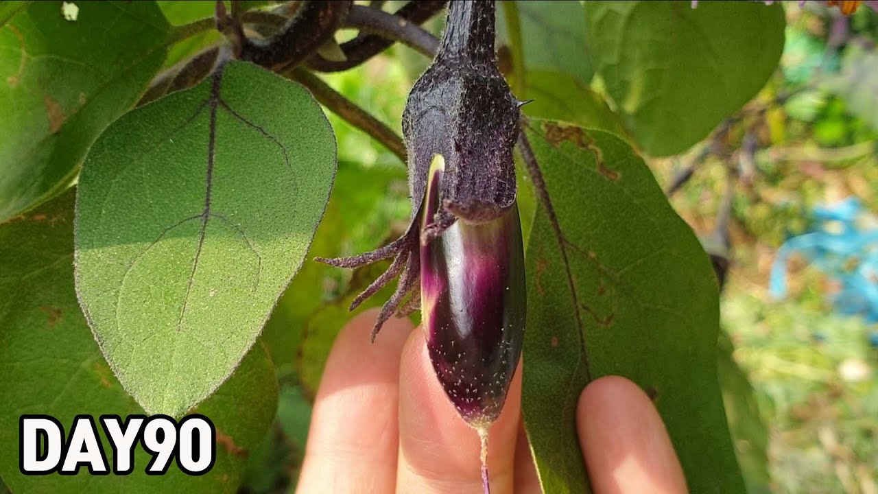 90일 가지 키우기ㅣHow To Grow Eggplants
