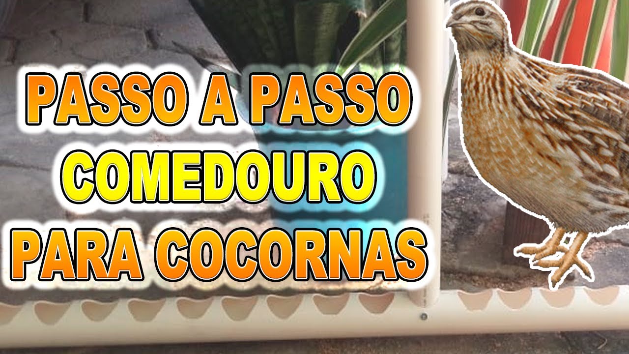 Passo a passo Comedouro em Cano de PVC - @codornasrainha@coturnixsampaiozap