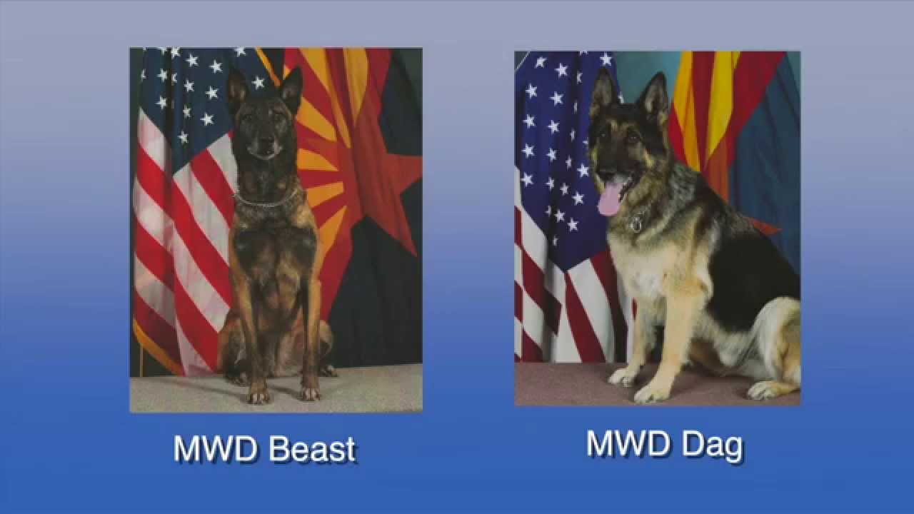 Fort Report Military Working Dog Memorial Service