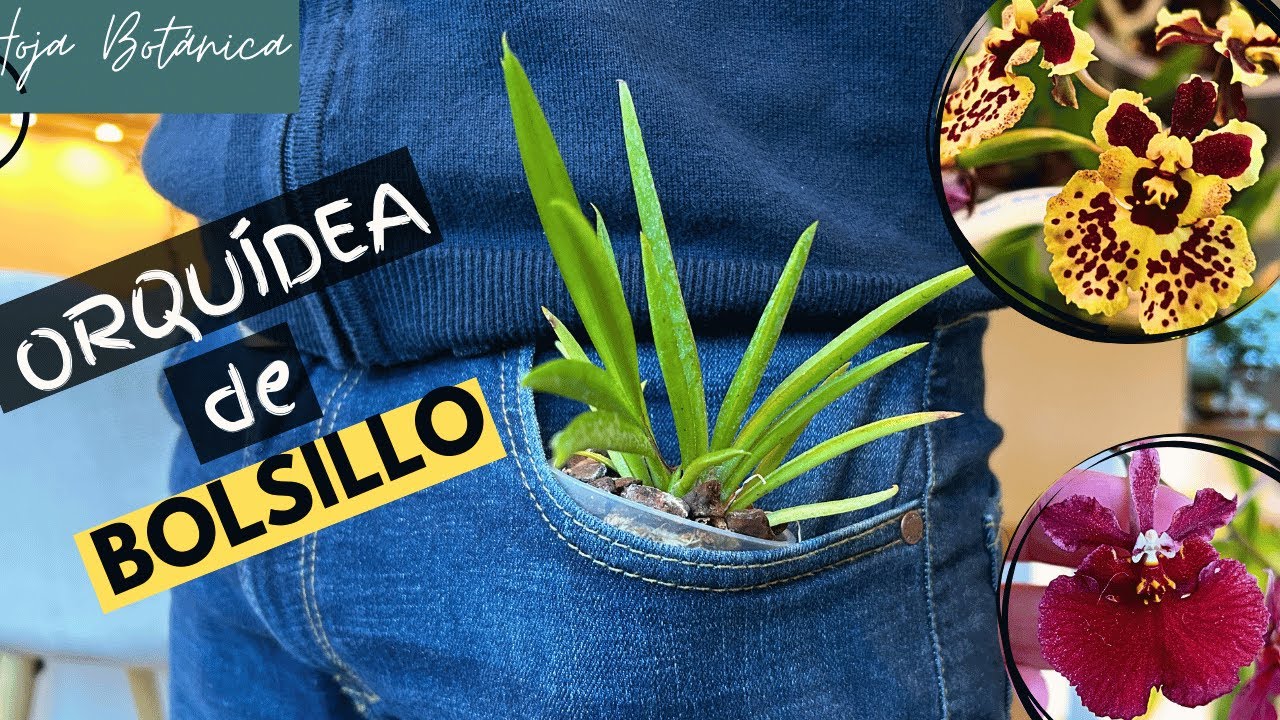 ¡Tolumnias: Las Orquídeas Mini de Bolsillo que Todos Quieren Tener! 🌸 Cuidados y Secretos