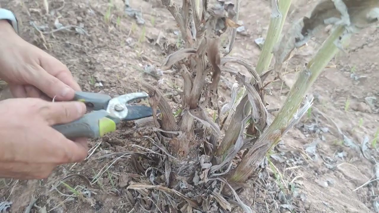 PODA ALCACHOFERA Y MANEJO DE CULTIVO