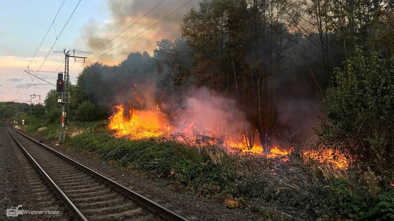 Waldbrand in Köln-Poll - 30.000 m² im Gremberger Wäldchen in Flammen | 07.08.2018