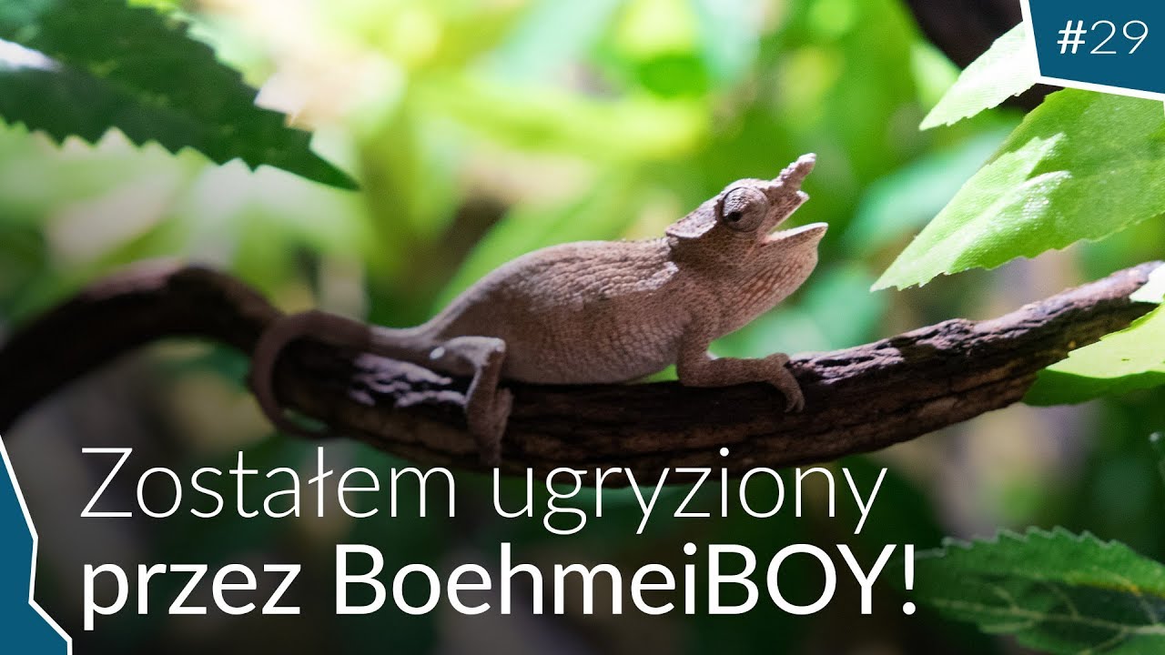 PRZEGLĄD KAMELEONÓW BOEHMEI 🦖