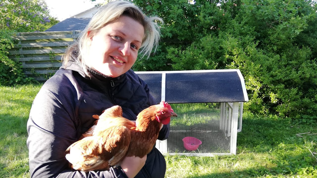 Nadia lærer Milla at omgås hønsene🐕🐔🥰Hvor er Grete🐔😳Et kæmpe æg🥚🦕