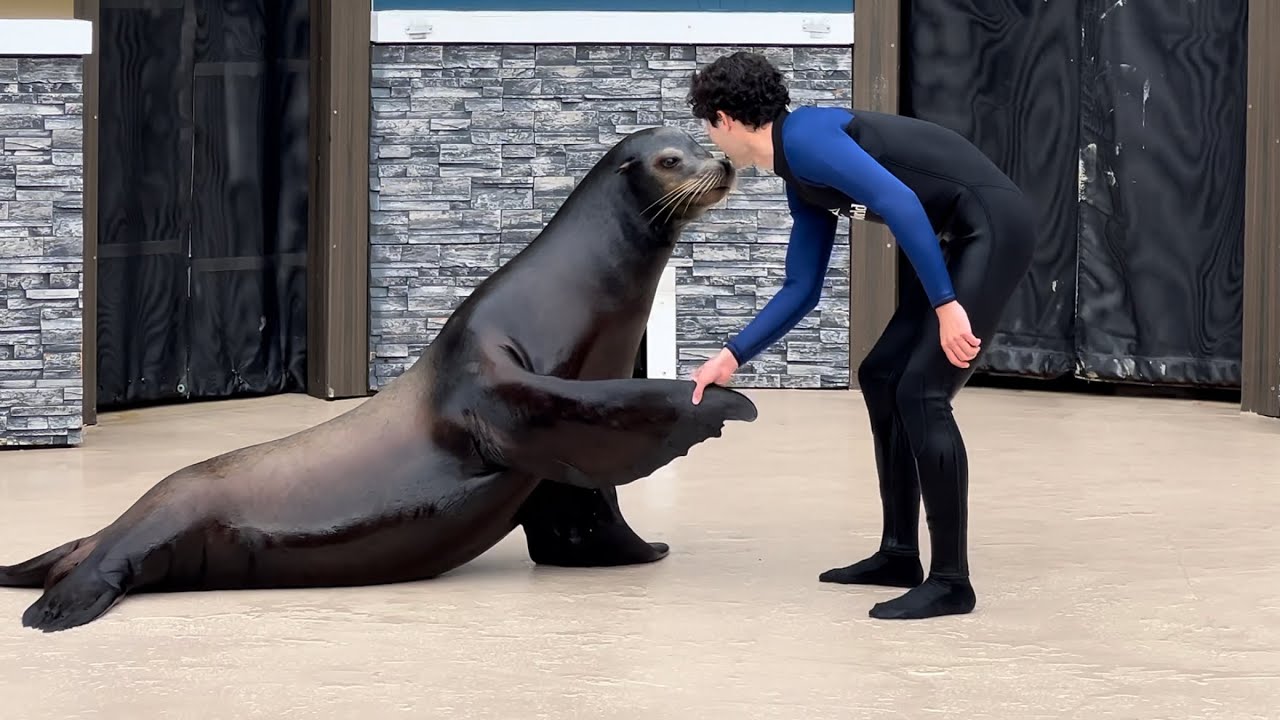 Sea Lion (Trainer Talk) Presentation (Inside Look) at Sea World San Diego January 21, 2023