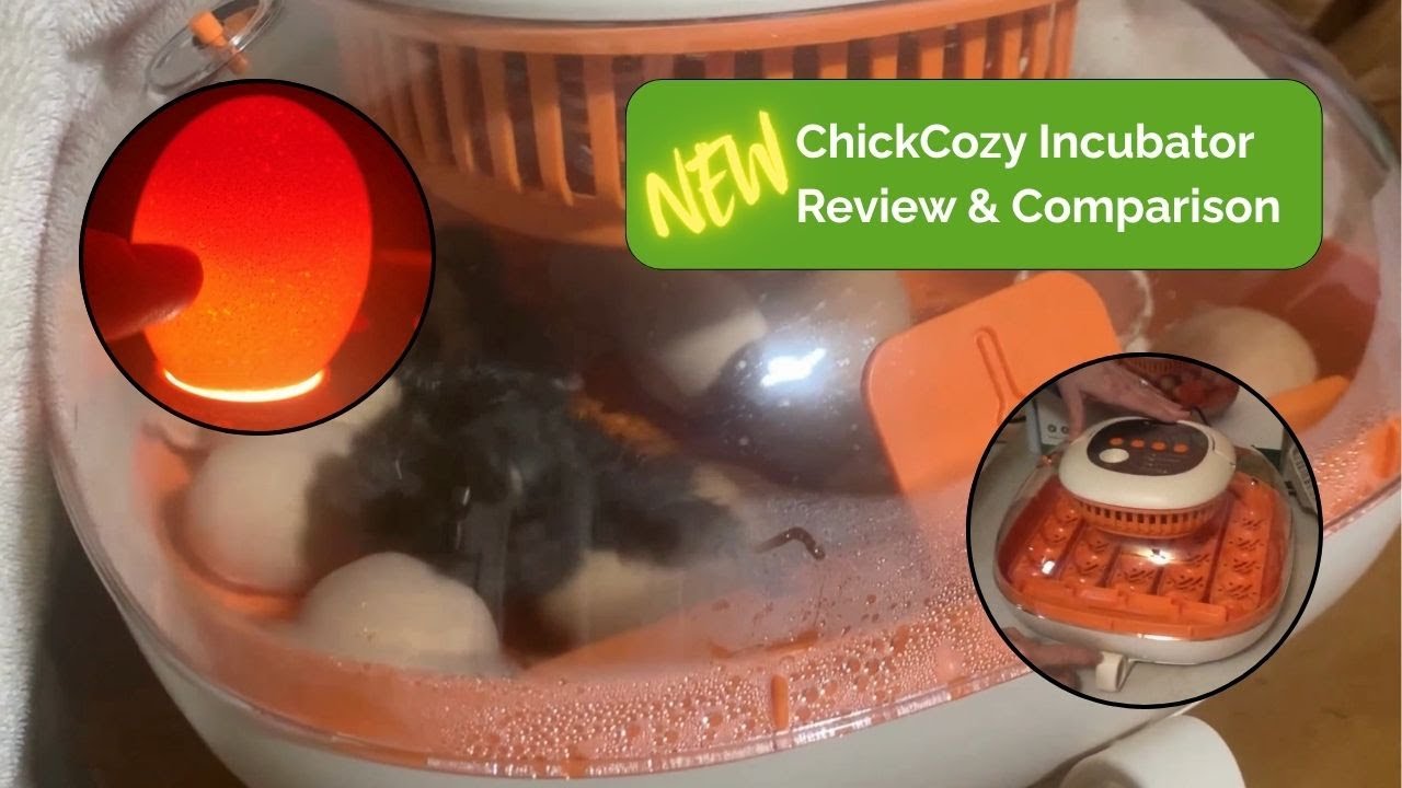 Old vs New ChickCozy Incubator – Side by Side Hatch Test