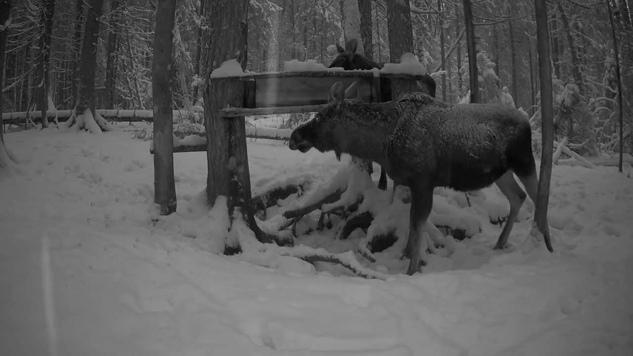 Волк пришел и испугал всех! Кто попал на фотоловушку?