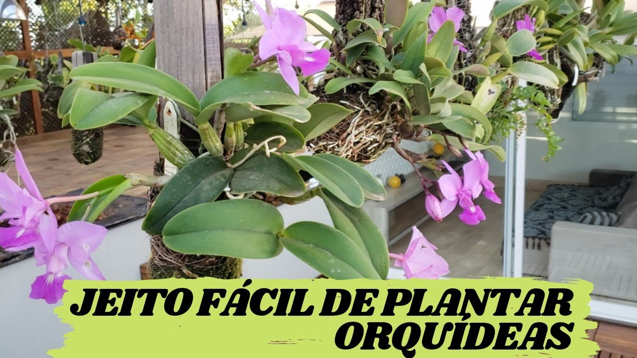 Como plantar orquídeas!!! Método sensacional!!!